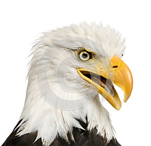 Bald Eagle (22 years) - Haliaeetus leucocephalus