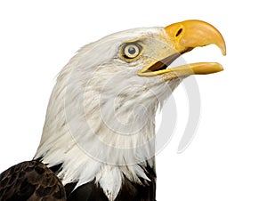 Bald Eagle (22 years) - Haliaeetus leucocephalus