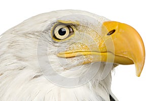 Bald Eagle (22 years) - Haliaeetus leucocephalus