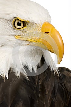 Bald Eagle (22 years) - Haliaeetus leucocephalus