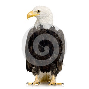 Bald Eagle (22 years) - Haliaeetus leucocephalus