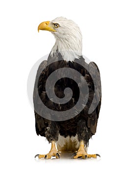 Bald Eagle (22 years) - Haliaeetus leucocephalus