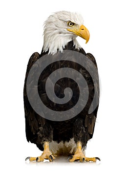 Bald Eagle (22 years) - Haliaeetus leucocephalus