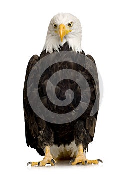 Bald Eagle (22 years) - Haliaeetus leucocephalus