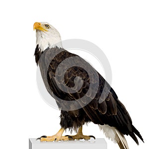 Bald Eagle (22 years) - Haliaeetus leucocephalus