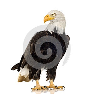 Bald Eagle (22 years) - Haliaeetus leucocephalus