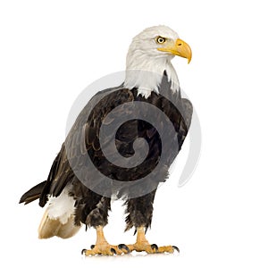 Bald Eagle (22 years) - Haliaeetus leucocephalus