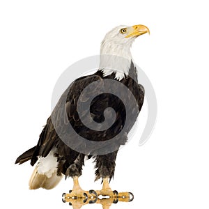 Bald Eagle (22 years) - Haliaeetus leucocephalus