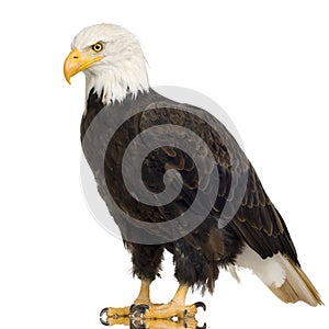 Bald Eagle (22 years) - Haliaeetus leucocephalus