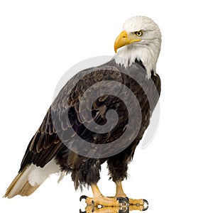 Bald Eagle (22 years) - Haliaeetus leucocephalus