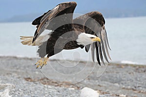 Bald Eagle