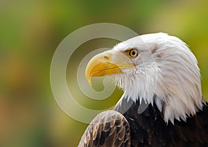Bald eagle