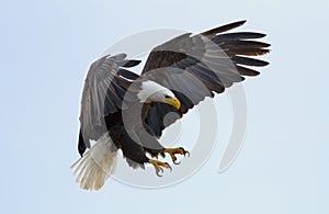 Bald eagle photo