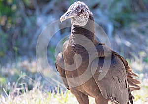 Bald eagle