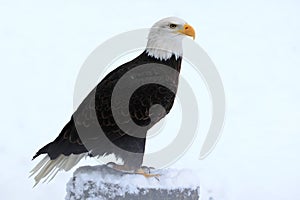 Bald eagle