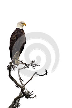 Bald eagle