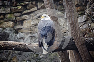 Bald eagle.