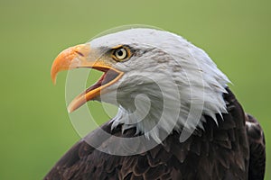 Bald eagle