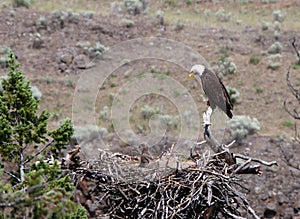 Bald Eagle