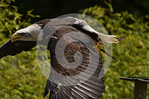 Bald Eagle