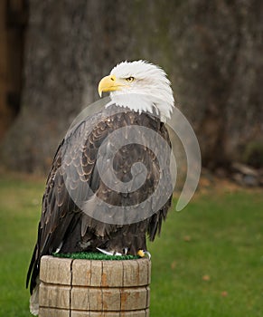 Bald eagle