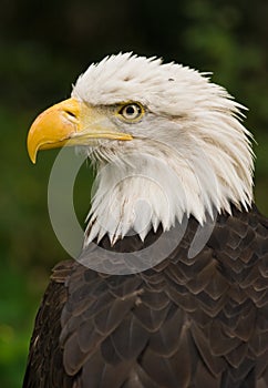 Bald eagle