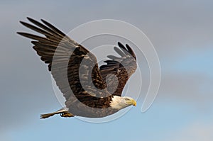 Bald Eagle img