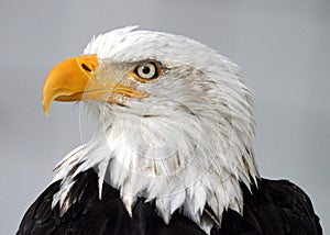 Bald eagle