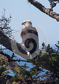 Bald eagle