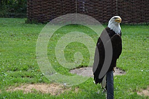 Bald eagle