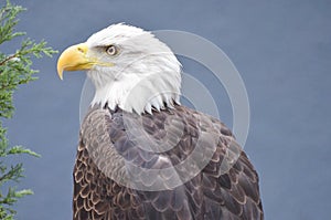 Bald eagle 9