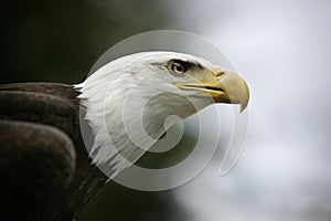 Bald Eagle