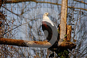 Bald eagle