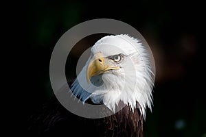 Bald eagle photo