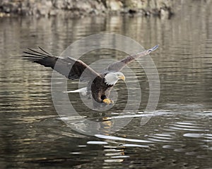 Bald Eagle adult has grabbed a chunk of herring