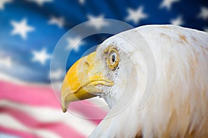 Bald Eagle against the American Flag