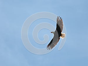 Bald eagle against blue sky