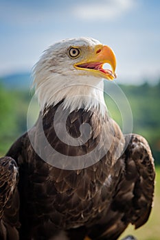 bald eagle, against a blue sky background