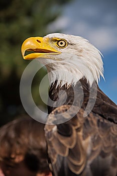 bald eagle, against a blue sky background