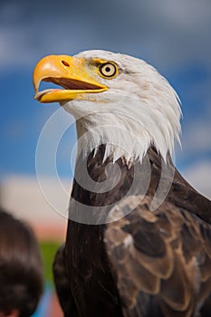 bald eagle, against a blue sky background