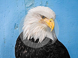 A bald eagle in Alaska