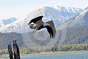 Bald Eagle in img