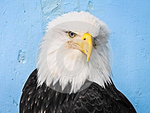 A bald eagle in Alaska photo