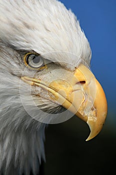 Bald Eagle, Alaska, USA
