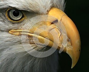 Bald Eagle, Alaska, USA