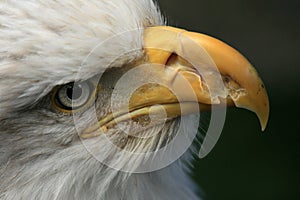 Bald Eagle, Alaska, USA