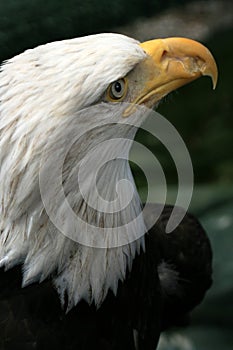 Bald Eagle, Alaska, USA