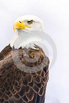 Bald eagle or American eagle