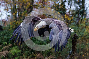 Bald eagle or American eagle in the autumn