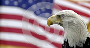 Bald eagle and American flag